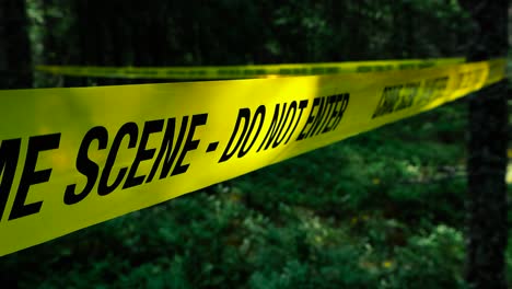 gorgeous and creepy footage of a yellow investigation csi or fbi police yape that says crime scene do not enter on it placed before an area in the woods or forest that is sunny and has pine trees.