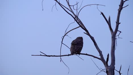 slow motion footage of great horned owl taking off
