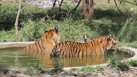 beautiful young indian bengal tigers making love and enjoying summer in water pond in zoo park