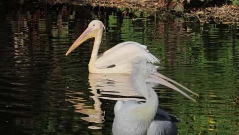 Dalmatian-pelican-(Pelecanus-crispus)-is-the-largest-member-of-the-pelican-family,-and-perhaps-the-world's-largest-freshwater-bird,-although-rivaled-in-weight-and-length-by-the-largest-swans.