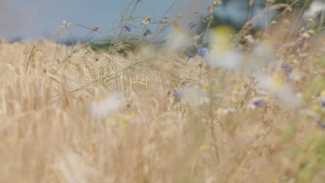 Weizen-Bewegt-Sich-Langsam-Im-Wind