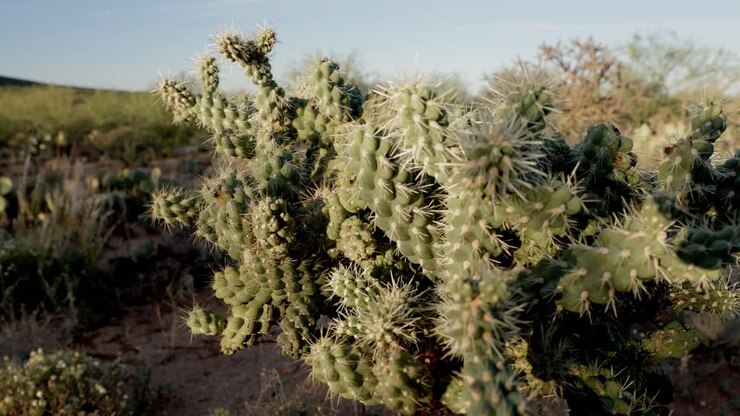 Cactus cholla saltatore mostrato in un'inquadratura a fuoco continuo stazionario, che mette in risalto le lunghe spine affilate nella calda luce bassa del mattino, con cielo blu e cactus del deserto sfocati sullo sfondo