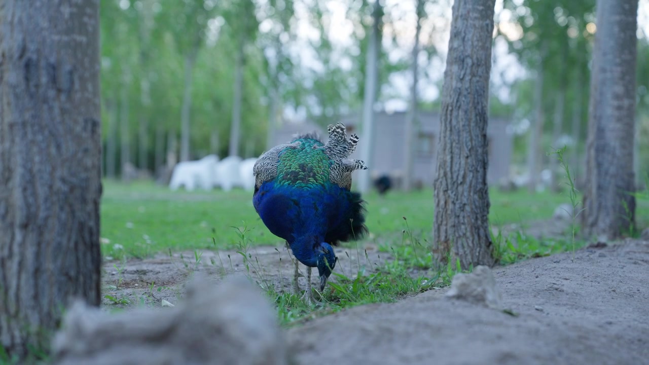 Pavão-indiano macho (Pavo cristatus) forrageando sob choupos perto do Reservatório Cuesta del Viento, Departamento Iglesia, San Juan, Argentina, exibindo plumagem iridescente, imagem estática