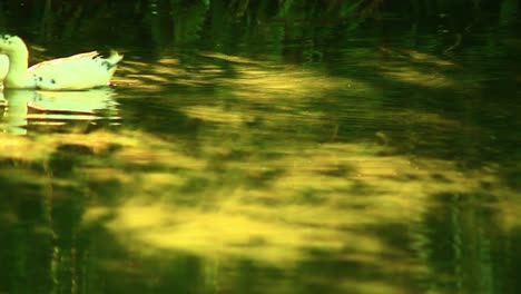 los patos nadan tranquilamente en el estanque en el campo - de cerca