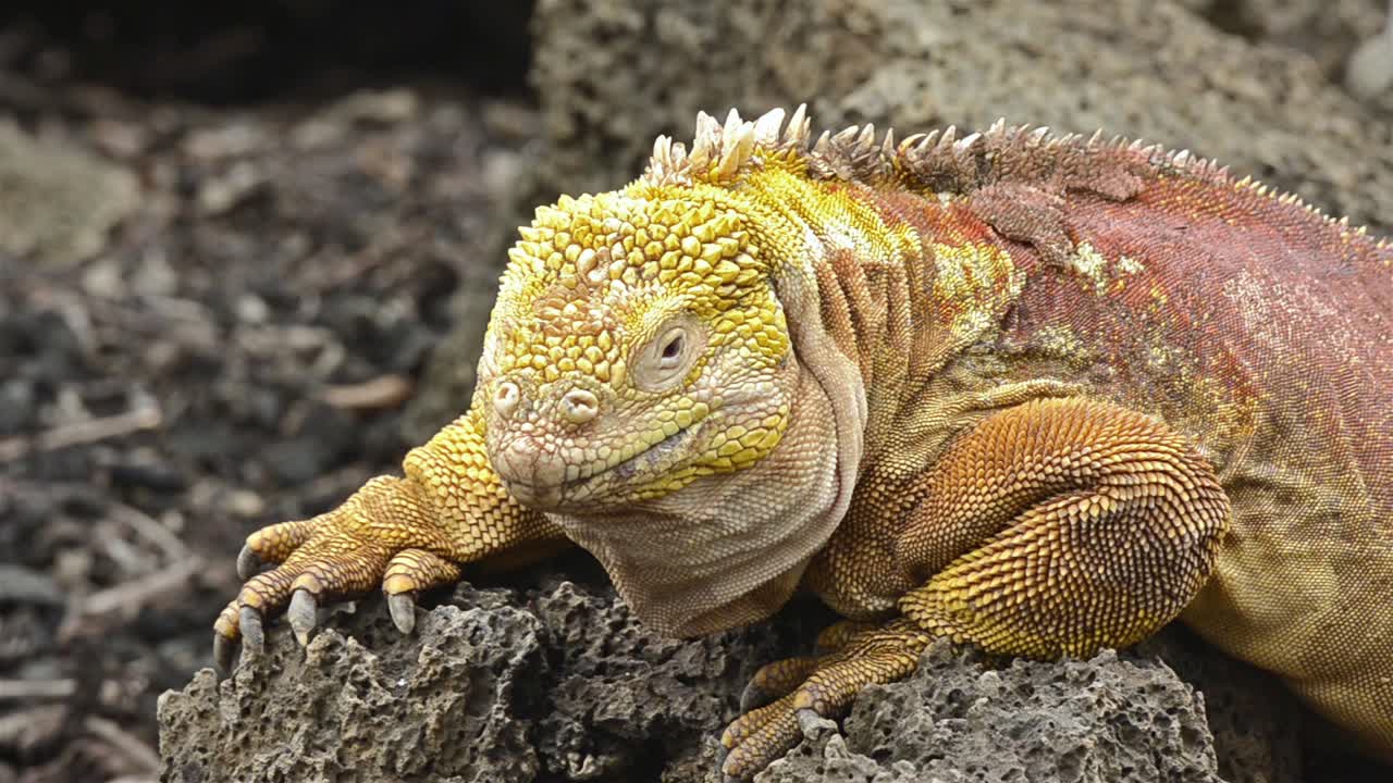 갈라파고스 육지 이구아나는 갈라파고스 에콰도르의 산타 크루즈 섬에 있는 다윈 센터에서 카메라를 응시하고 있습니다.