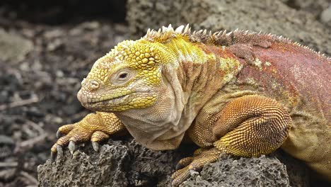 galapagos land iguana staring at camera at the darwin center on santa cruz island in the galapagos ecuador