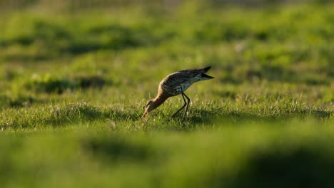 el godwit de cola negra en un campo de hierba