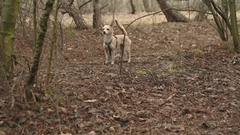 un perro pequeño parado en un bosque