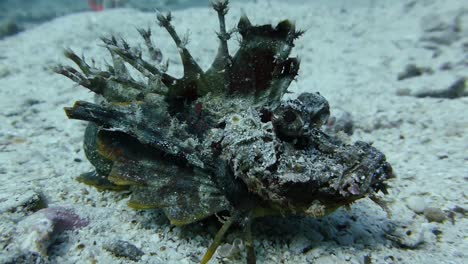 textured spiny sea goblin inimicus didactylus fish exposed on seabed