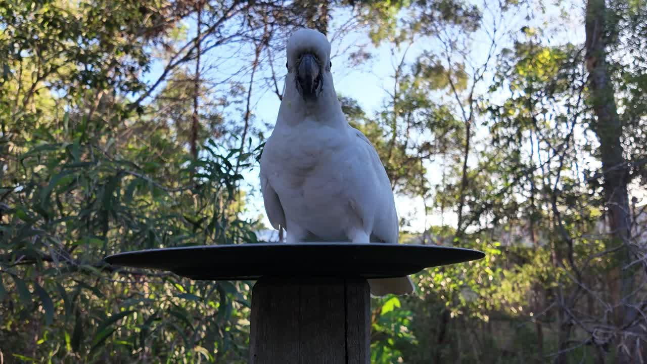 Native Australian Cockatoo eating seeds on a plate while being very alert of it's surrounding