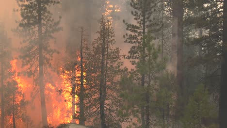 incendio forestal se propaga rápidamente - hd