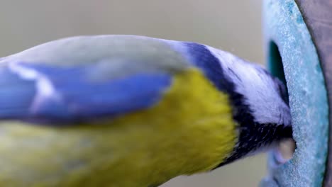 imagen macro cinematográfica en cámara súper lenta hd de un pájaro volando hacia un comedero para pájaros y comiendo semillas