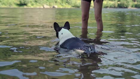 Bulldog-Francés-Jugando-En-El-Agua---Río---Lago-1080p-4x-Cámara-Lenta