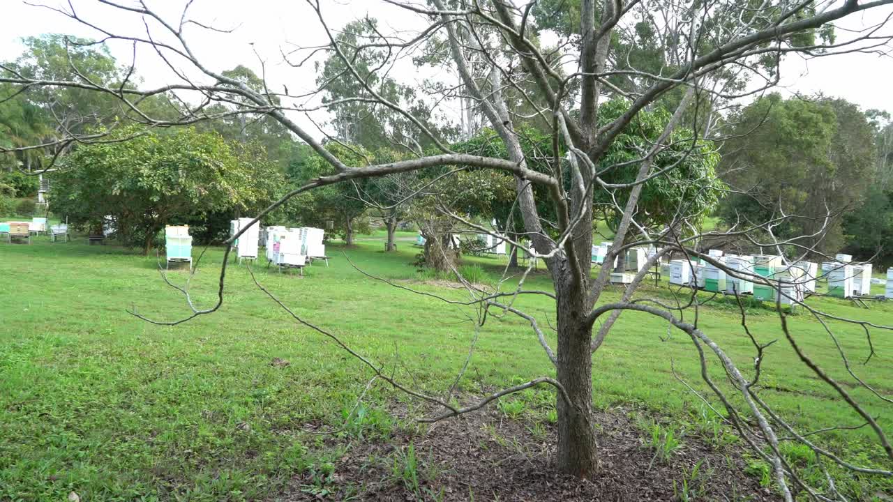 오스트리아 꿀벌 양봉장에서 휴가없이 오른쪽 나무를 팬