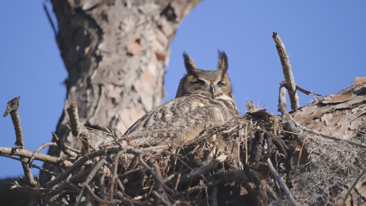 Greay Horned Owl ear tufts blowing in wind as it sits in nest in tree