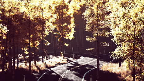 autumn forest road