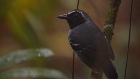 a black-faced antbird perches alert in peru’s rainforest undergrowth, scanning its shadowy surroundings before taking off.