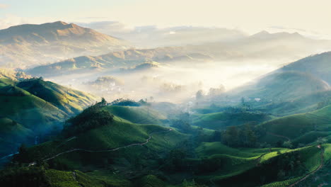 Misty Sunrise over Tea Plantation in Sri Lanka