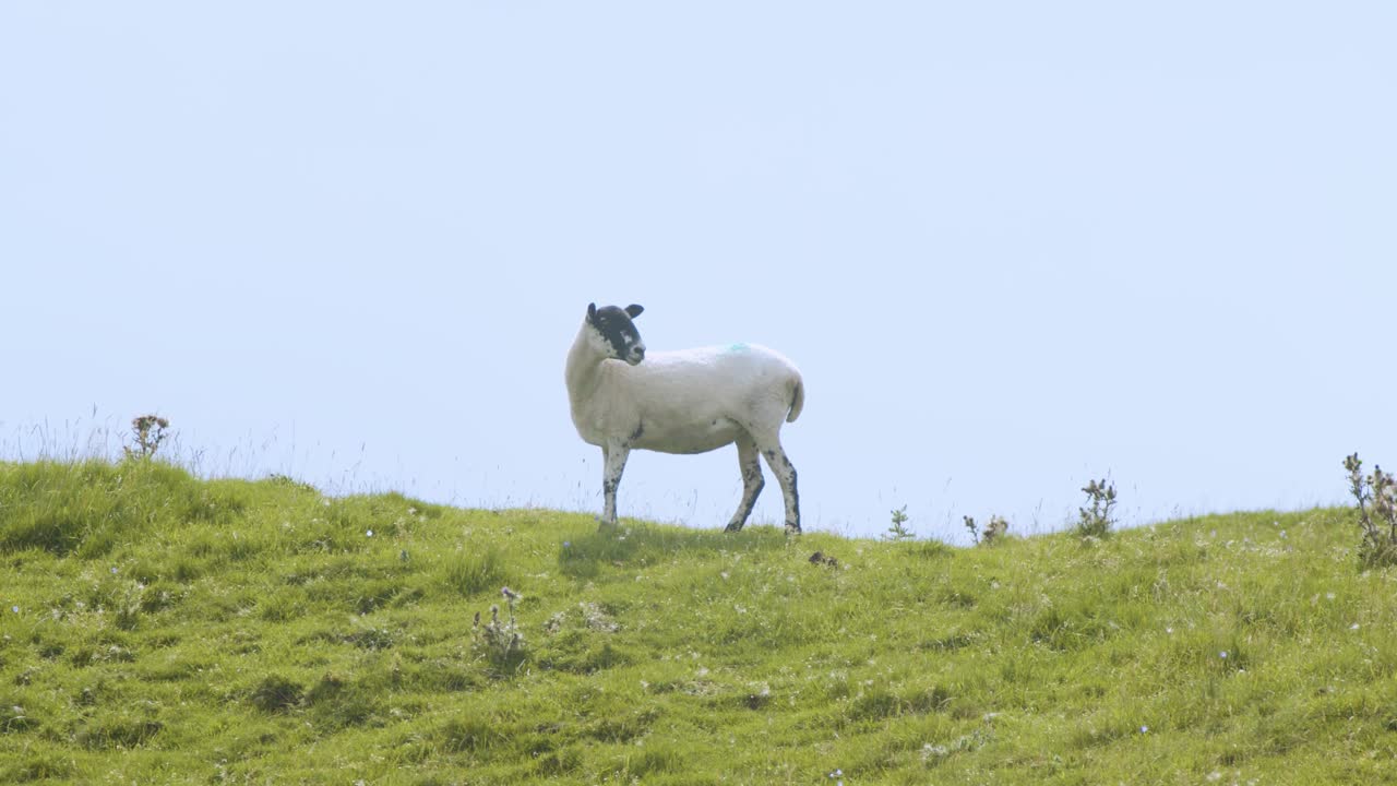잔디 언덕 요크셔 골짜기, 영국에 단일 흰색 양 서