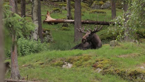 elk or moose, (alces alces) in the green forest. beautiful animal in the nature habitat.