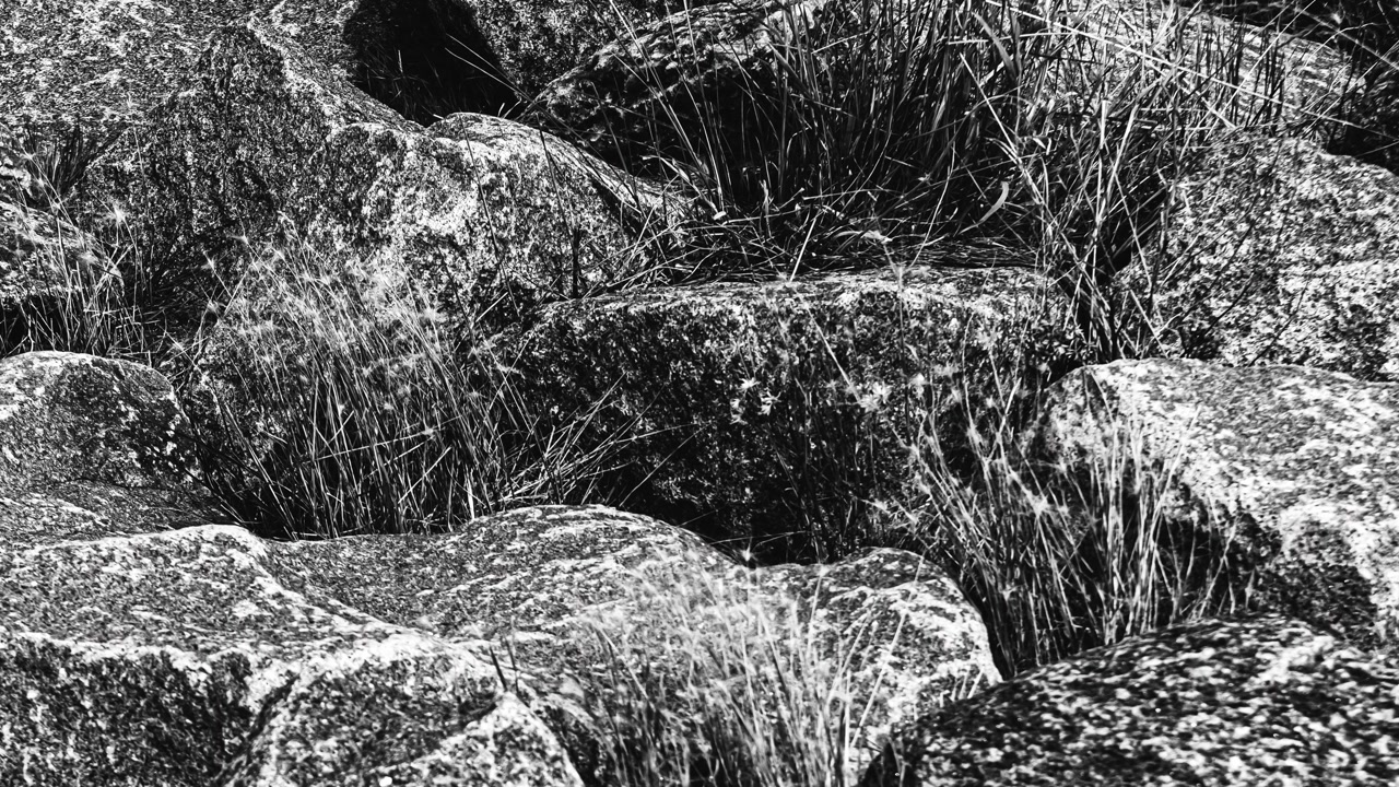Rough stones and dry grass texture