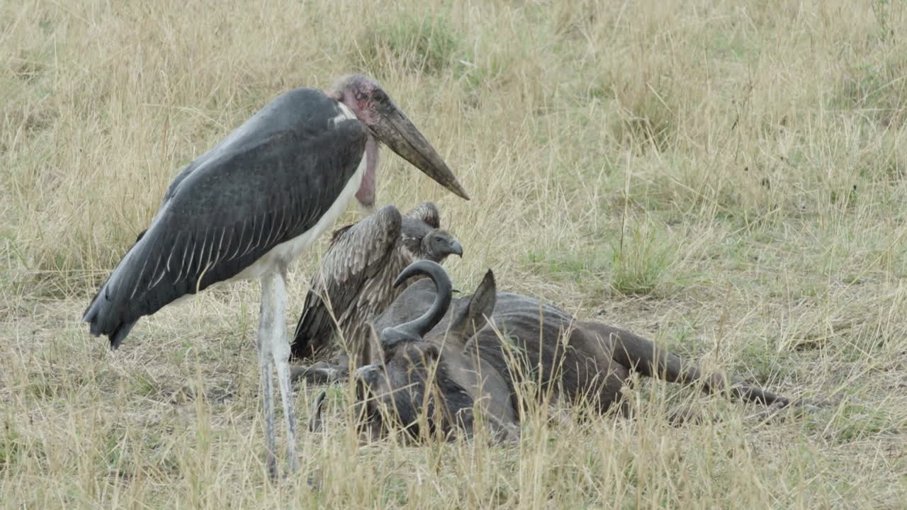 Marabou stork next to wildebeest carcass during heavy rain in African savanna, medium shot showing all body parts