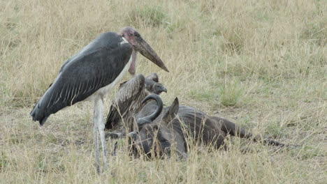 marabou stork next to wildebeest carcass during heavy rain in african savanna, medium shot showing all body parts