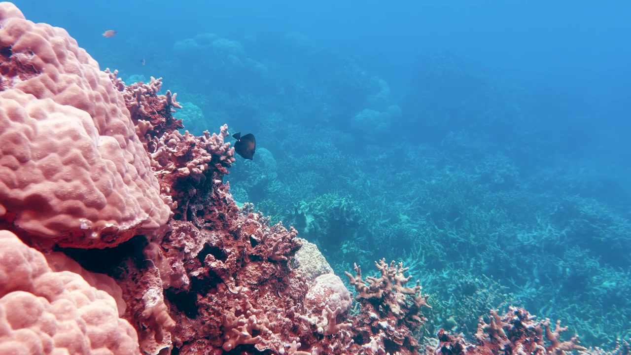 Doğal güneş ışığı, berrak Palau sularında canlı bir Porites lobata lob mercan resifini aydınlatıyor.