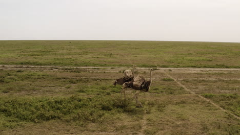 two ostriches walking in serengeti great valley, serengeti national park, tanzania