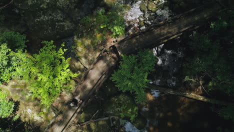 Descendente-Aérea-De-Arriba-Hacia-Abajo-Mientras-El-Hombre-Pasa-Sobre-El-Arroyo-En-Un-Pequeño-Puente-Forestal,-4k