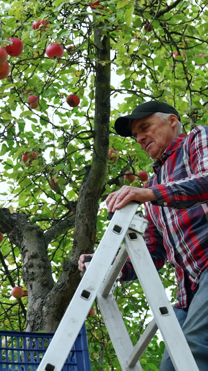 Organic juicy fruits harvesting. Red ripe apple on a tree garden.