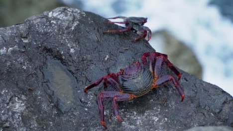 red crab on a rock