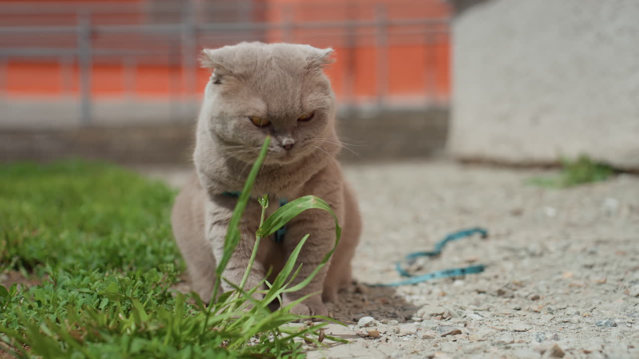 Curious Cat Nibbling Grass, Curious Feline Gently Tastes And Examines Lush Grass Near Sidewalk, Curious Cat Carefully Sniffs And Softly Chews On Patch Of Vibrant Green Grass By Concrete