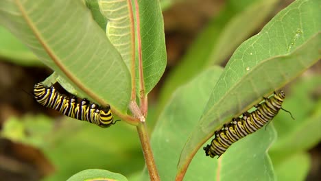 deux chenilles sur les feuilles