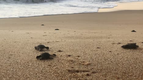 primer plano de las tortugas laúd bebé en la playa en todos santos, méxico