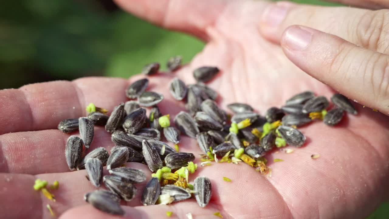 Organic Sunflower seeds green plant, farmer showcase, on a sunny day summer, warmth, agriculture europe, seeds, leaves closeup sunflower calatidium