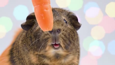 a heartwarming scene of a guinea pig eagerly anticipating a treat, captured with colorful bokeh background that enhances the playful mood and affectionate interaction
