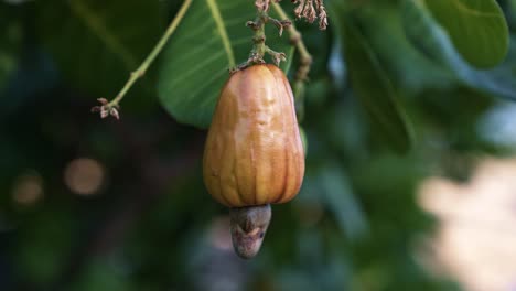 close up shot of a ripe orange exotic tropical cashew fruit on a small tree to be harvested for juice in the state of rio grande do norte in northeastern brazil near natal on a summer day