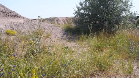 Desert-plants,-wildflowers-and-butterflies-in-badlands-around-Cappadocia,-Turkey