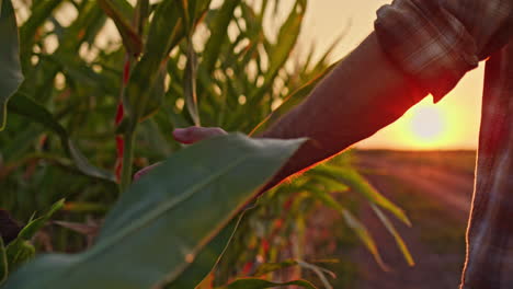 farmer in a cornfield at sunset