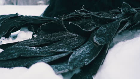 Plumas-Negras-Del-Ala-De-Fénix-Sobre-La-Nieve-Blanca-En-El-Día-De-Invierno