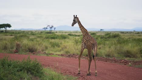 Giraffe-walking-on-a-dirt-road-in-the-African-savannah-during-a-safari