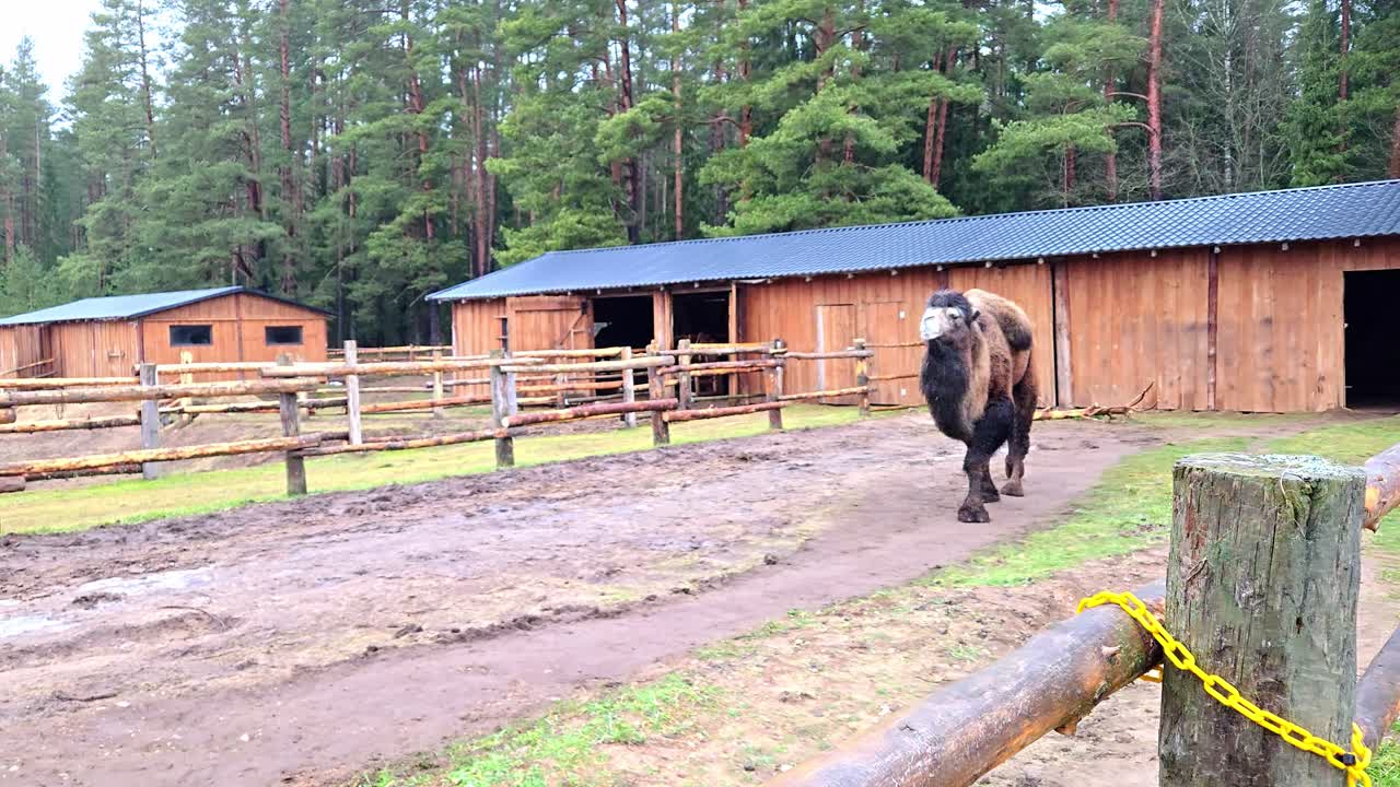 Camello bactriano moviéndose a través de un recinto fangoso de zoológico en un entorno de bosque fresco.