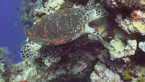 Tortuga-Tomando-Tiempo-Para-Alimentarse-En-Una-Pared-De-Arrecife