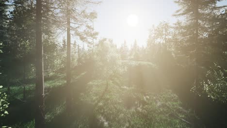 árboles-Verdes-Saludables-En-Un-Bosque