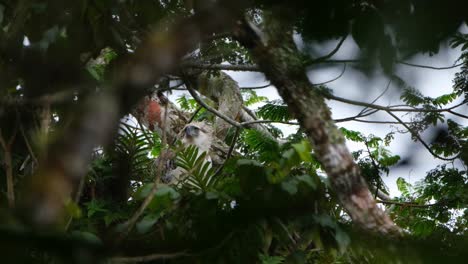 looking up and then around while the fog builds up in the jungle as the wind blows, philippine eagle pithecophaga jefferyi, philippines