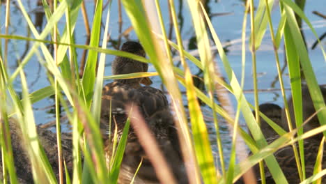 ducks mallards in long reeds at pond