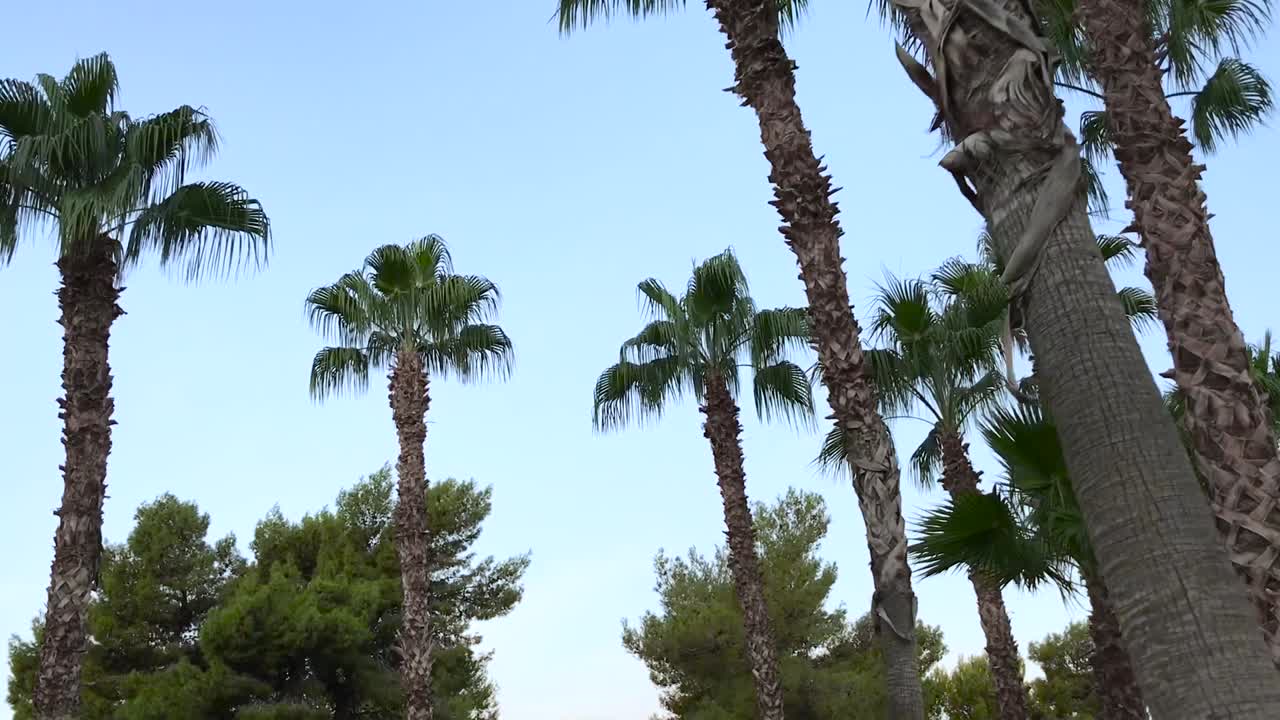 Slow motion shot walking down path with palm trees and lamp post