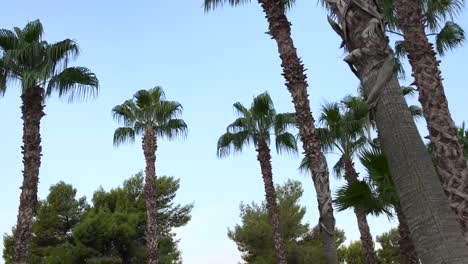 slow motion shot walking down path with palm trees and lamp post