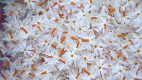 night jasmine, seuli or shefali flower is symbol flower of saradiya or durga puja festival in autumn season
